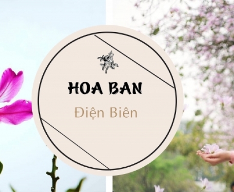 Tour ghép du lịch Sơn La - Điện Biên 3 ngày 2 đêm mùa Hoa ban tháng 3
