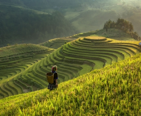 Tour Du lịch Mù Cang Chải Trạm Tấu Yên Bái 3 ngày 2 đêm