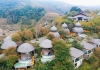 Hoa Tớ Dày khoe sắc khắp Garrya Resort và núi rừng Mù Cang Chải
