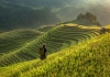 Tour Du lịch Mù Cang Chải Trạm Tấu Yên Bái 3 ngày 2 đêm