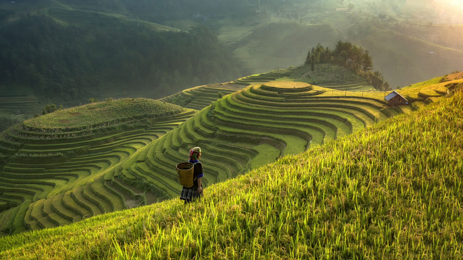 Lechamp tu le yen bai