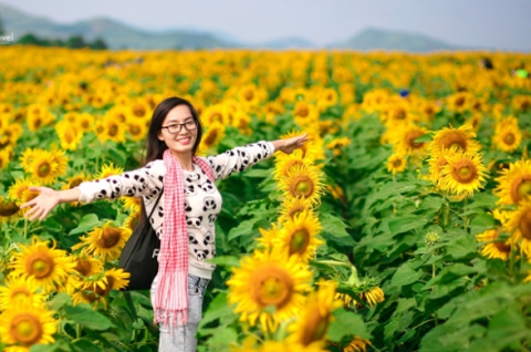 Tours Central 4 days exploring the Sunflower Festival from Saigon