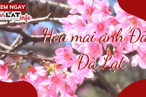 Combo du lịch Đà Lạt II Vé máy bay khách sạn tại Đà Lạt II Tour Đà Lạt trọn gói