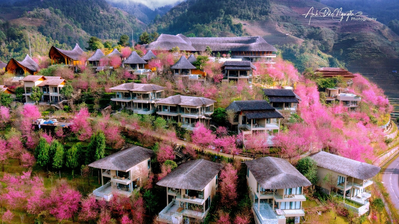 hoa tớ dày ở Garrya mu cang chai yen bai